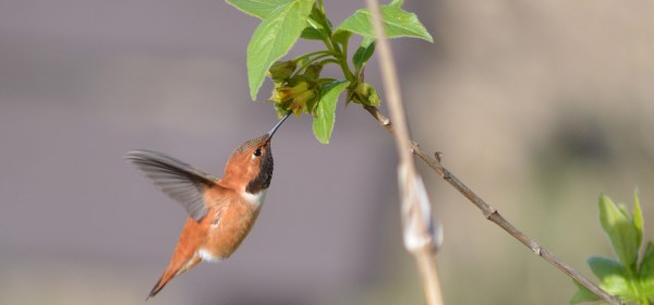 Rufous Hummingbird