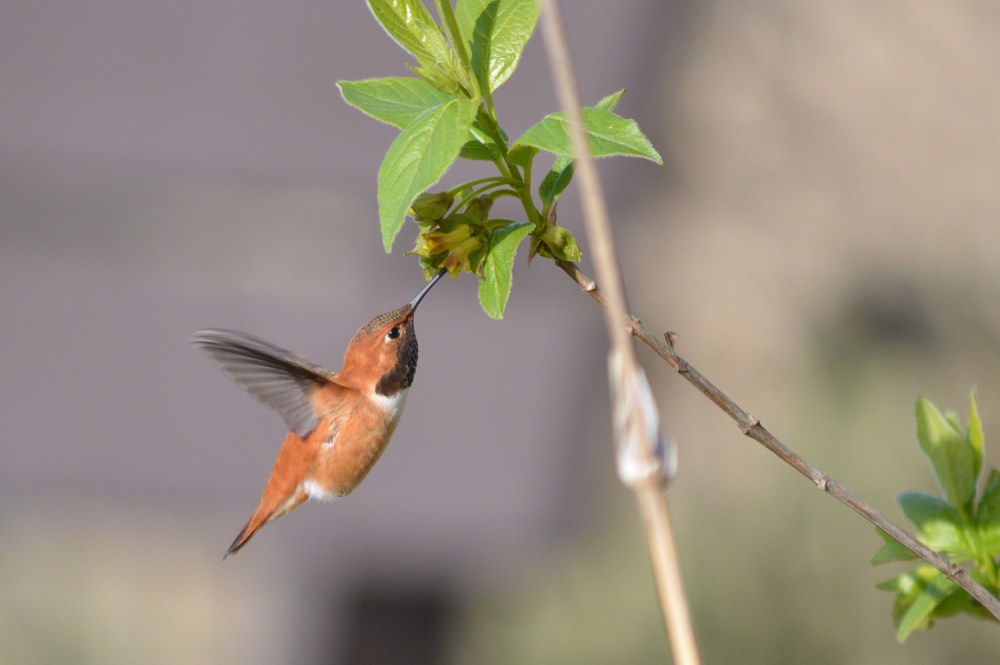 Rufous Hummingbird