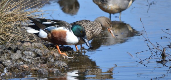 Northern Shoveler