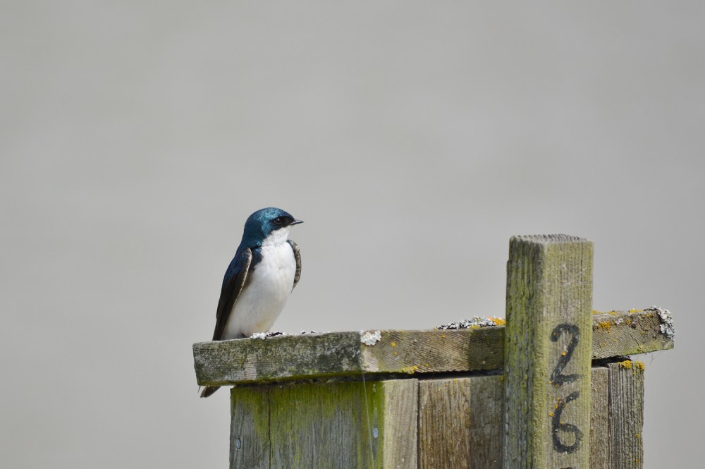 Tree Swallow ~ George C Reifel Bird Sanctuary, Delta, BC ~ May 14, 2016