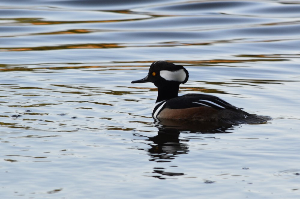 Hooded Merganser