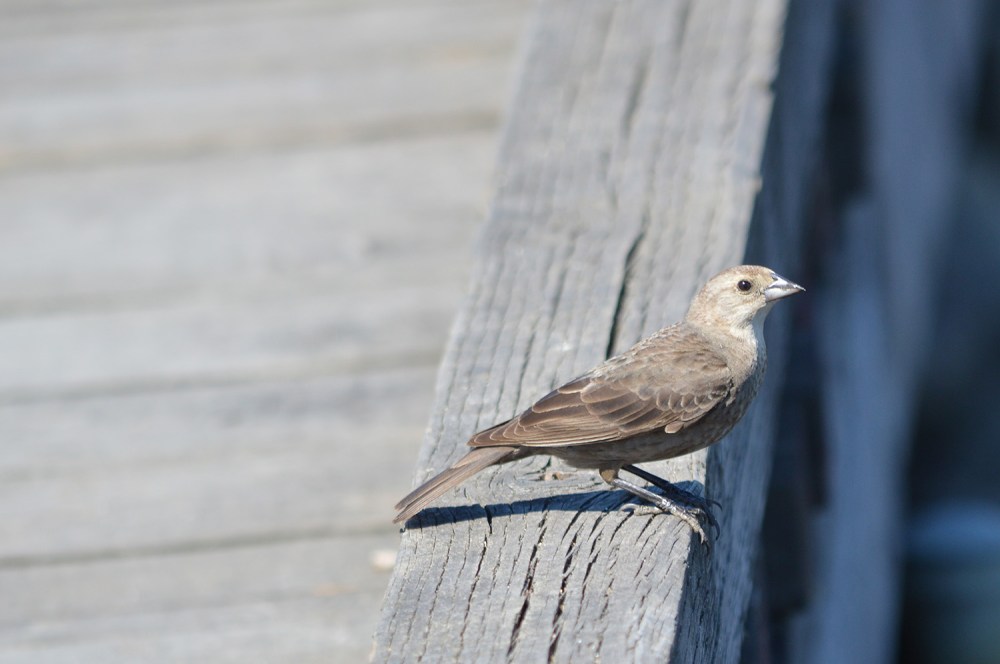 Brown-headed Cowbird (female)