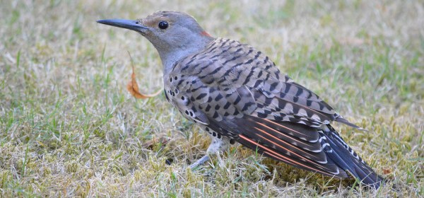 Northern Flicker