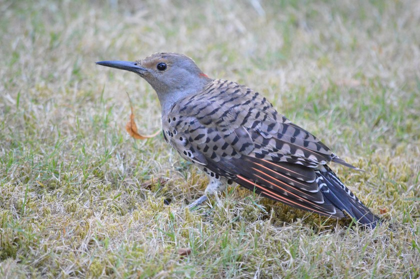 Northern Flicker