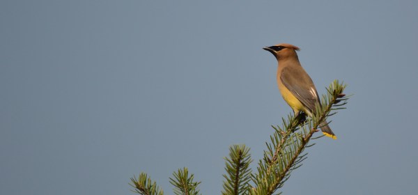 Cedar Waxwing
