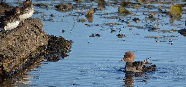 Hooded Merganser