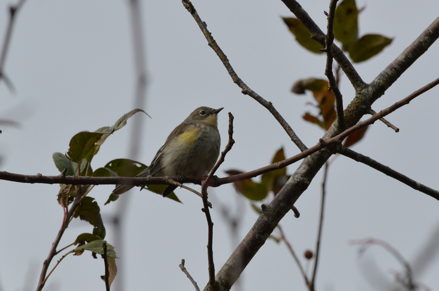 Yellow-rumped Warbler