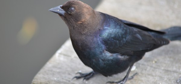 Brown-headed Cowbird (male)