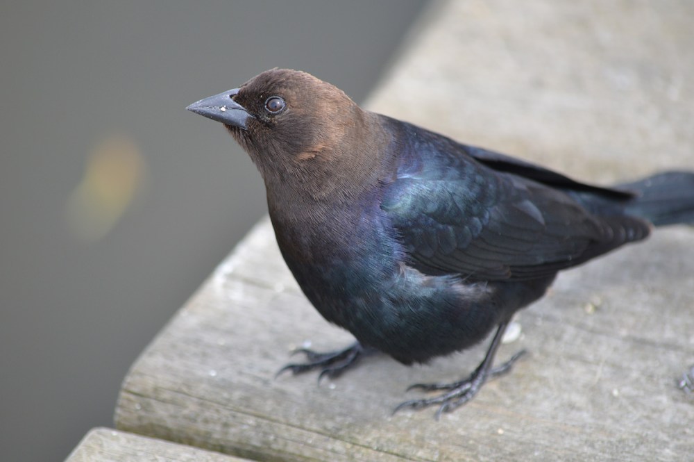 Brown-headed Cowbird (male)
