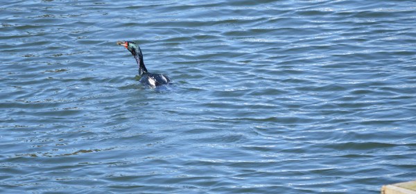 Pelagic Cormorant