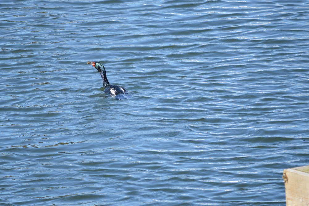 Pelagic Cormorant