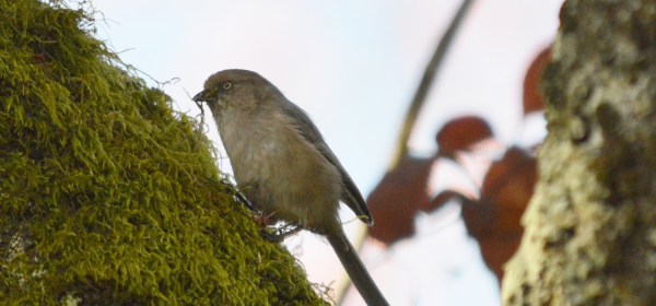 Bushtit