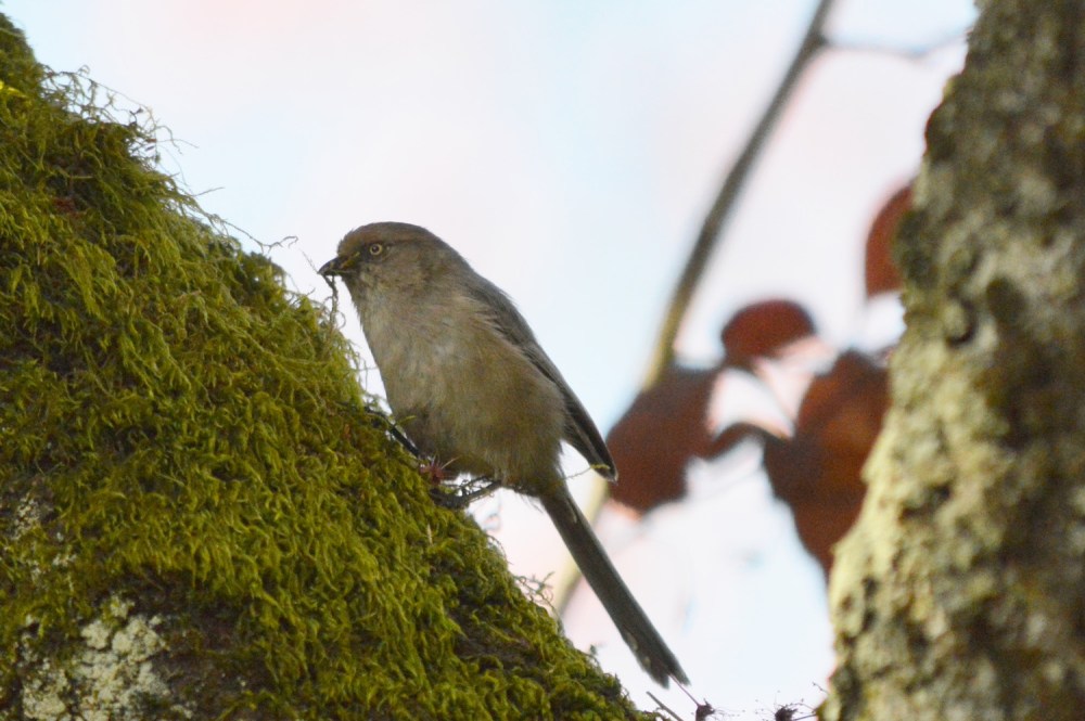 Bushtit