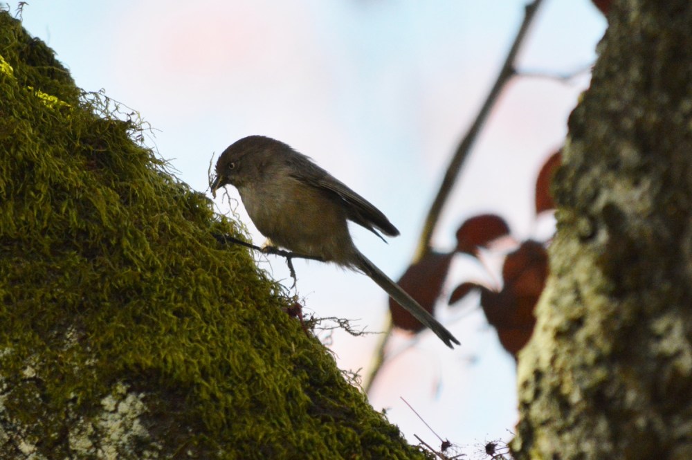 Bushtit