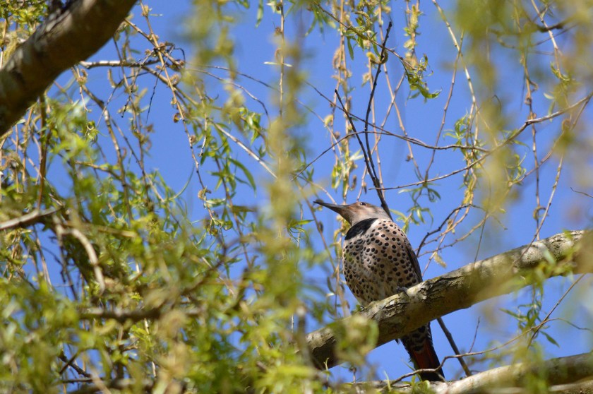 Northern Flicker