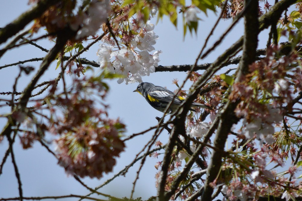 Yellow-rumped Warbler