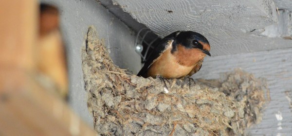 Barn Swallow