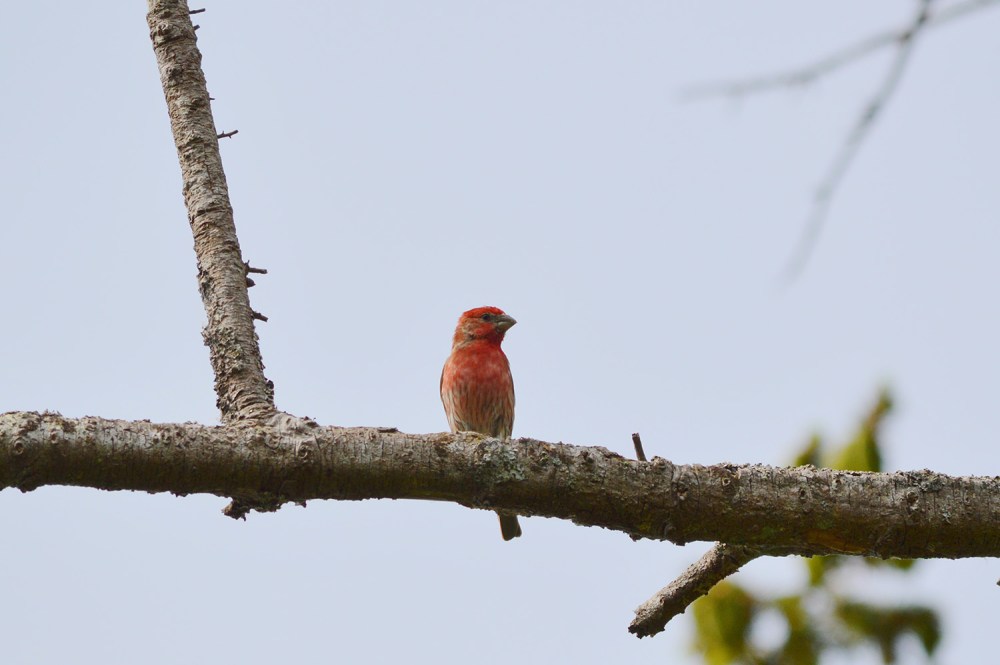 House Finch