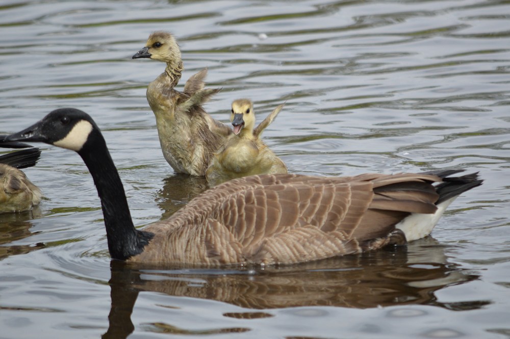 Canada Geese goslings