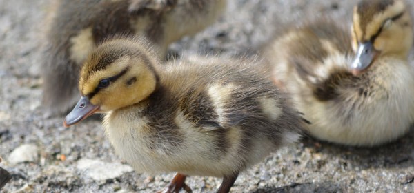 Mallard duckling