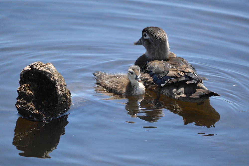 Wopd Duck ducklings
