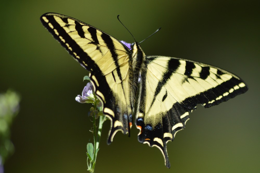 Swallowtail butterfly