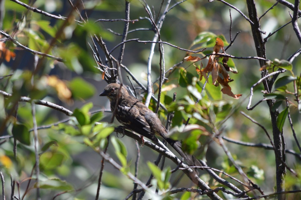 Young Towhee?