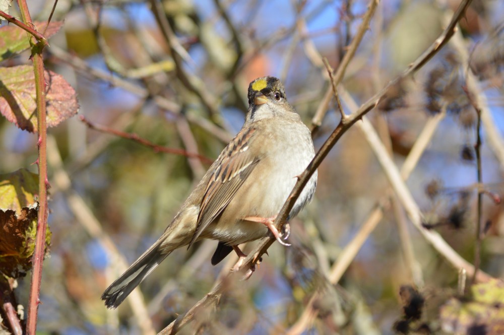 Golden-crowned Sparrow