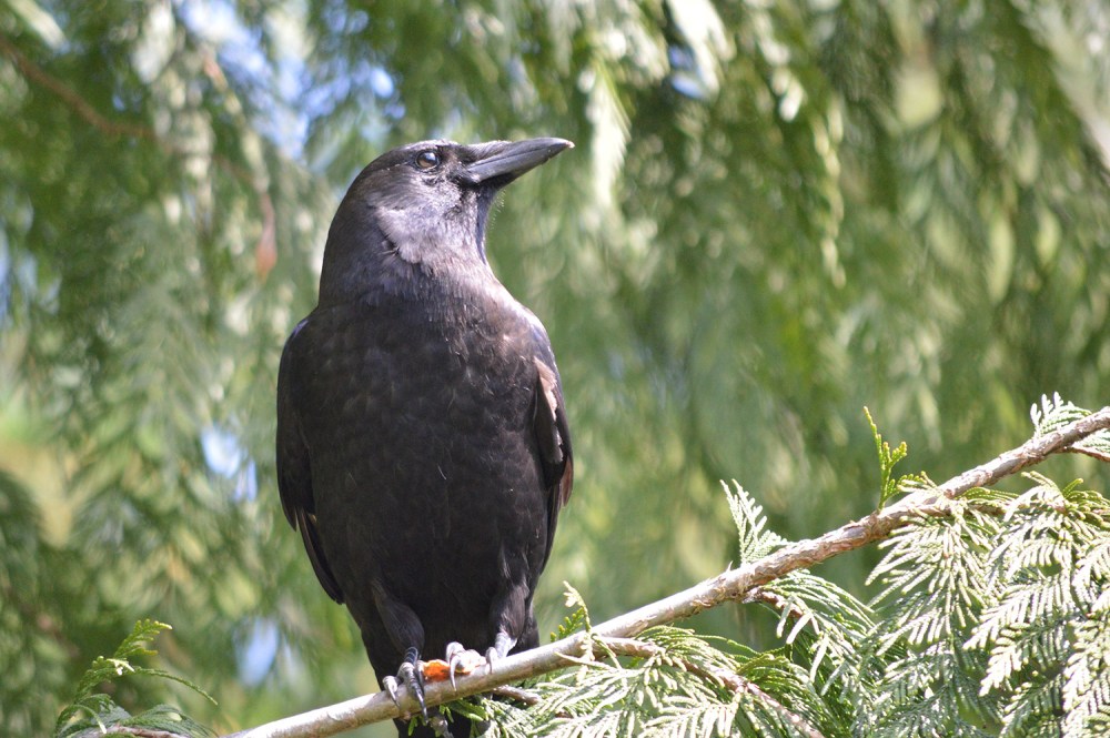 Northwestern Crow