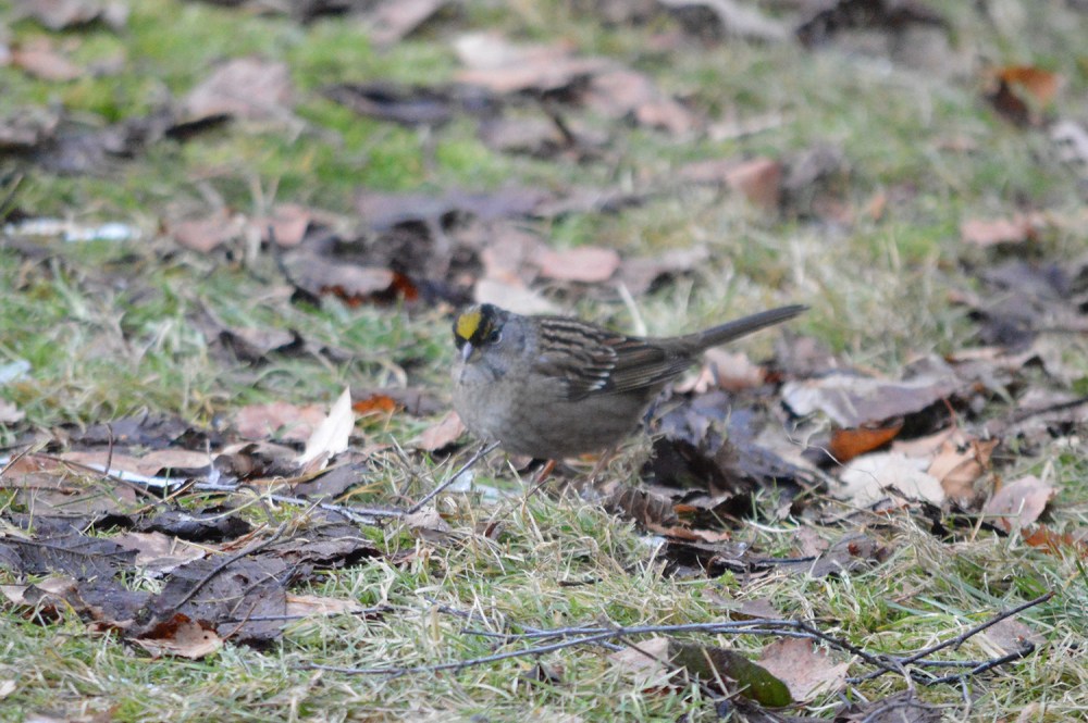 Golden-crowned Sparrow