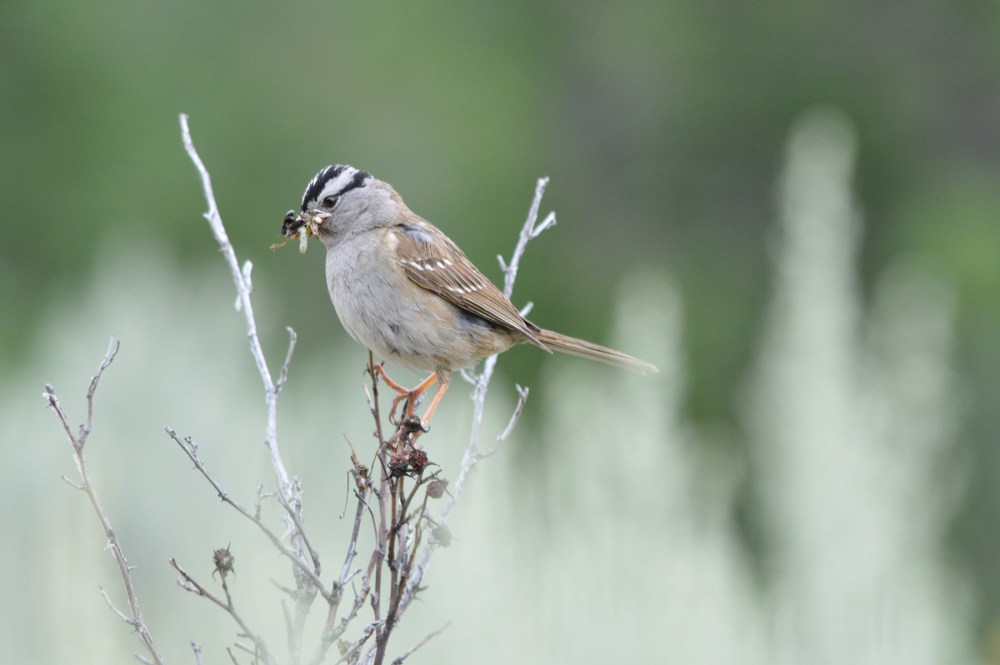 White-crowned Sparrow