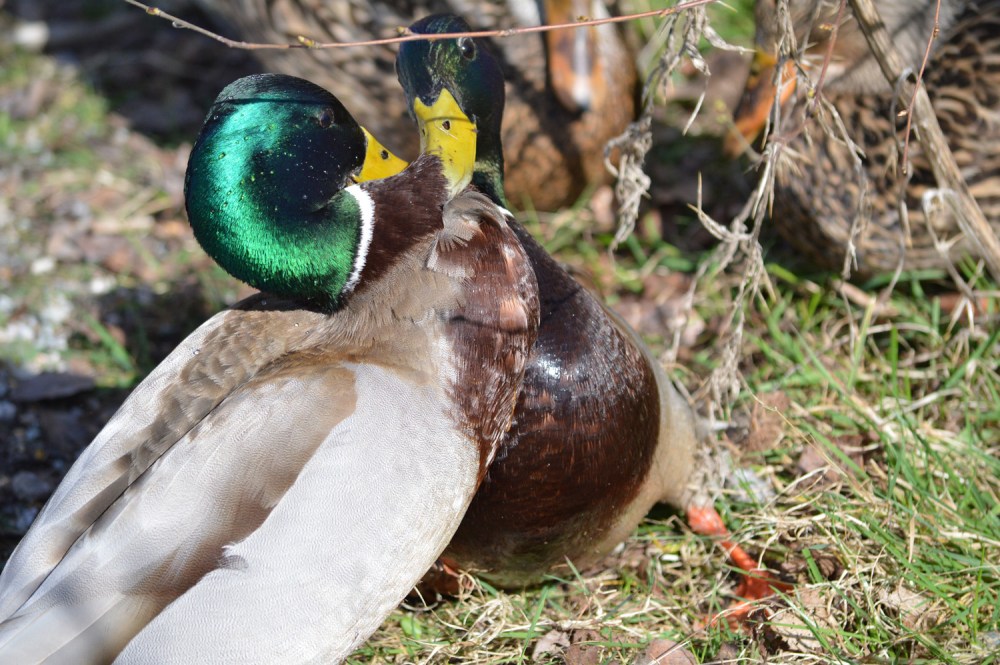 Mallard duck