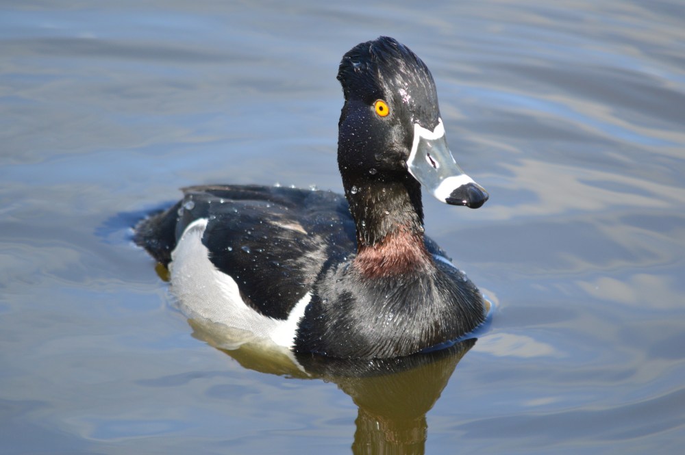 Ring-necked Duck