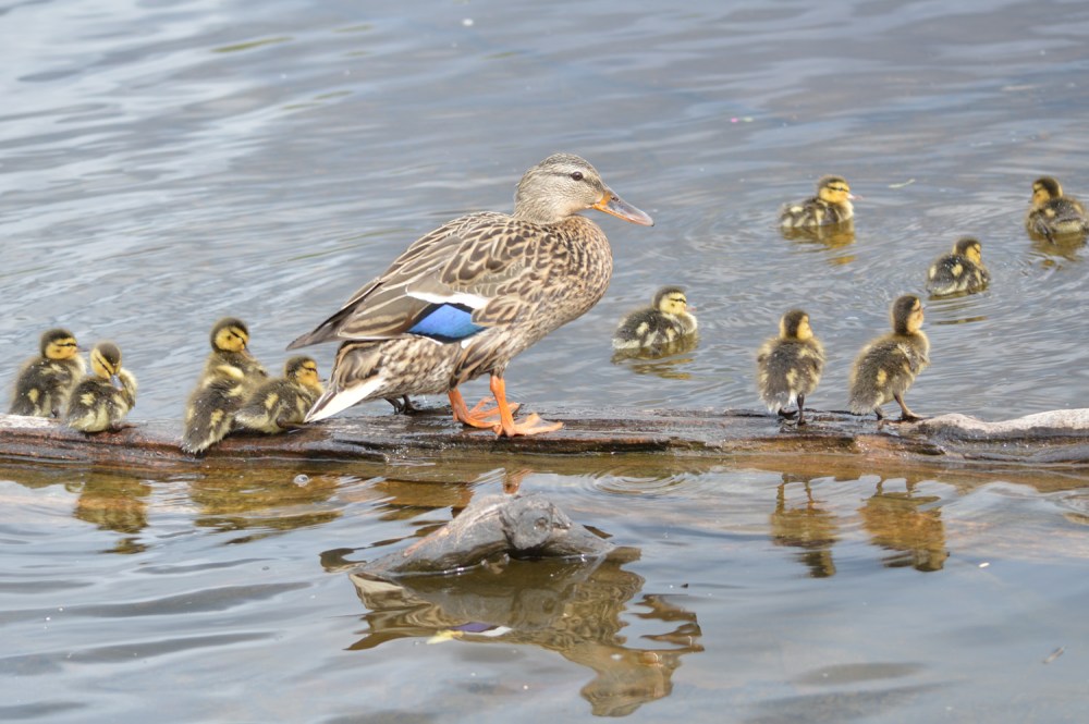 wp-201604-burnlake-mallard