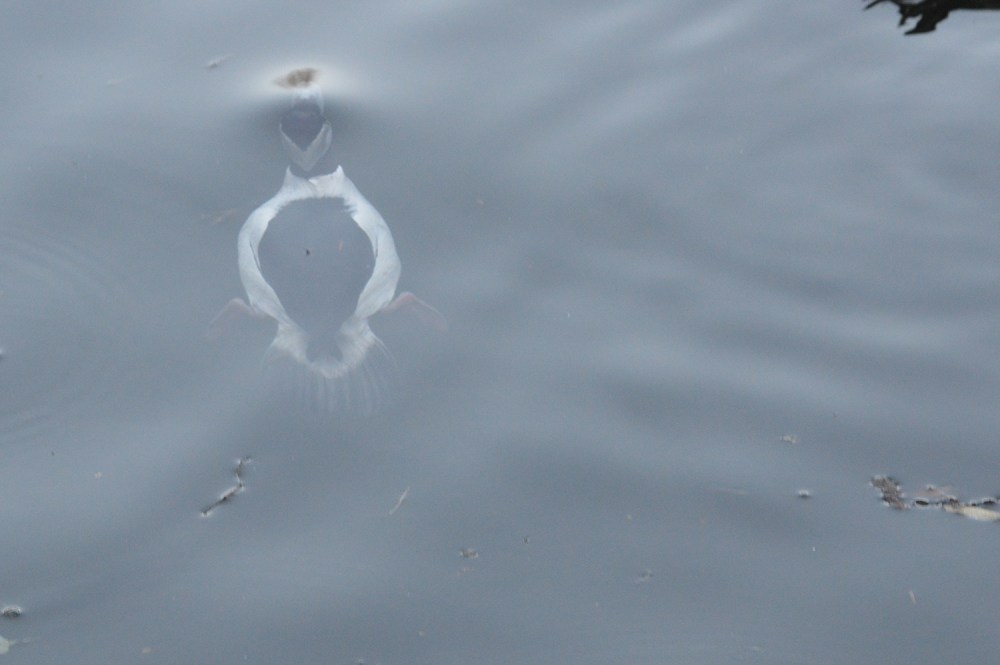 wp-201701-amble-buff-diving