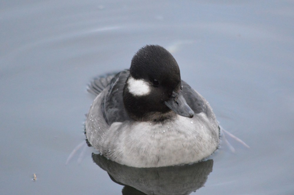 wp-201701-amble-buff-female