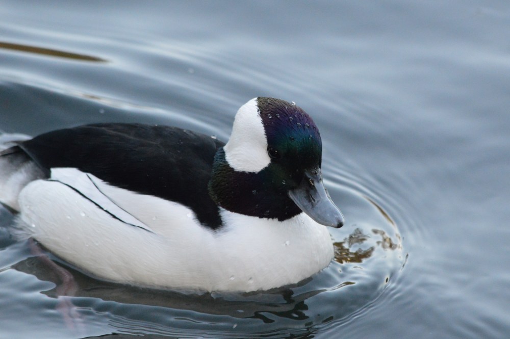 wp-201701-amble-buff-male