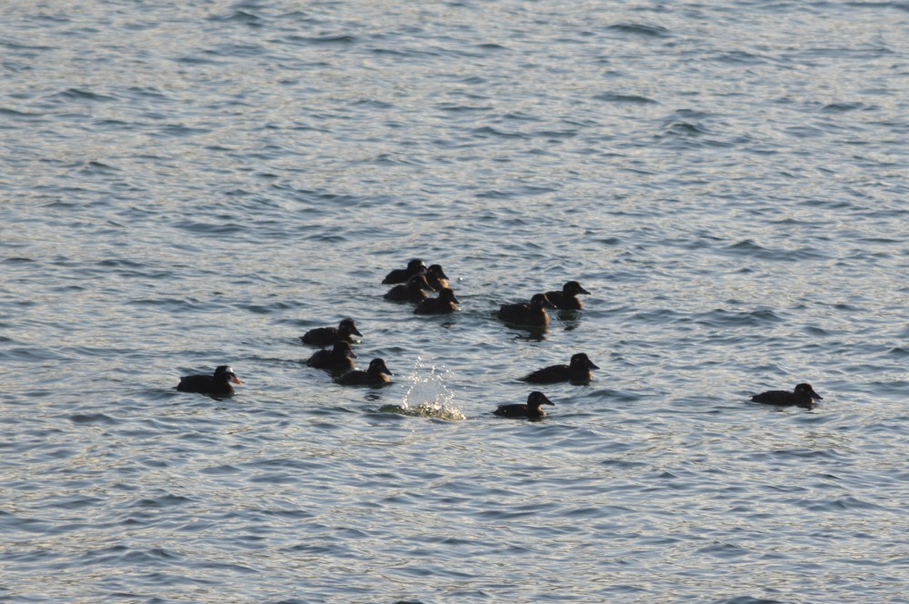 Surf Scoters