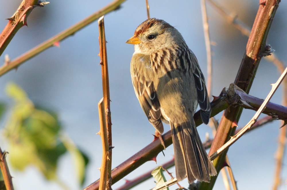 White-crowned Sparrow
