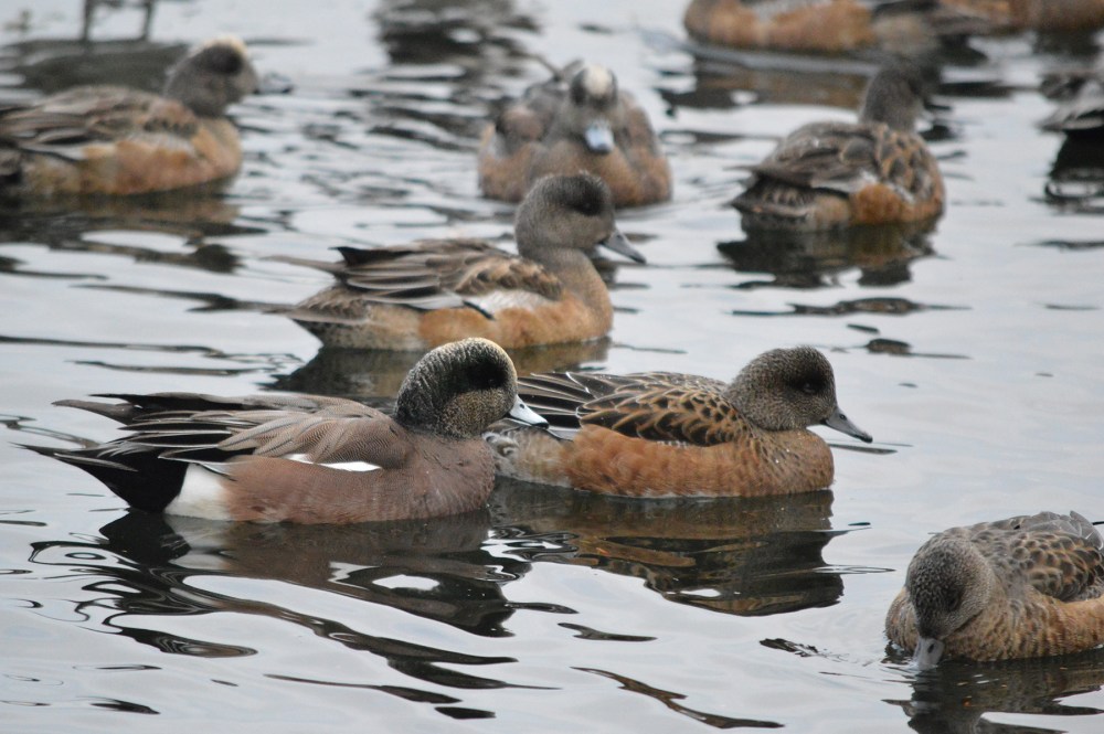 American Wigeon