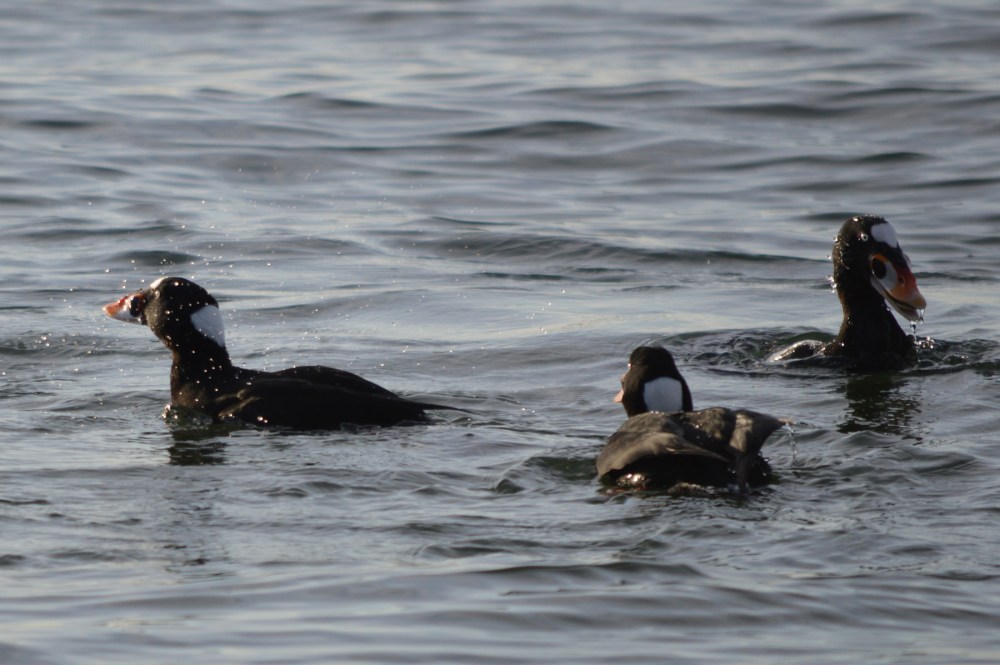 Surf Scoters