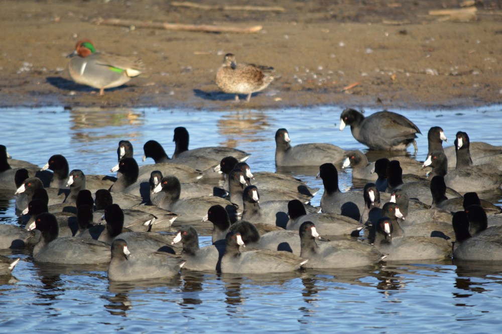 American Coots