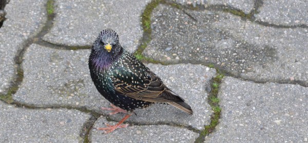 European Starling