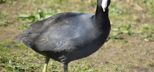 American Coot