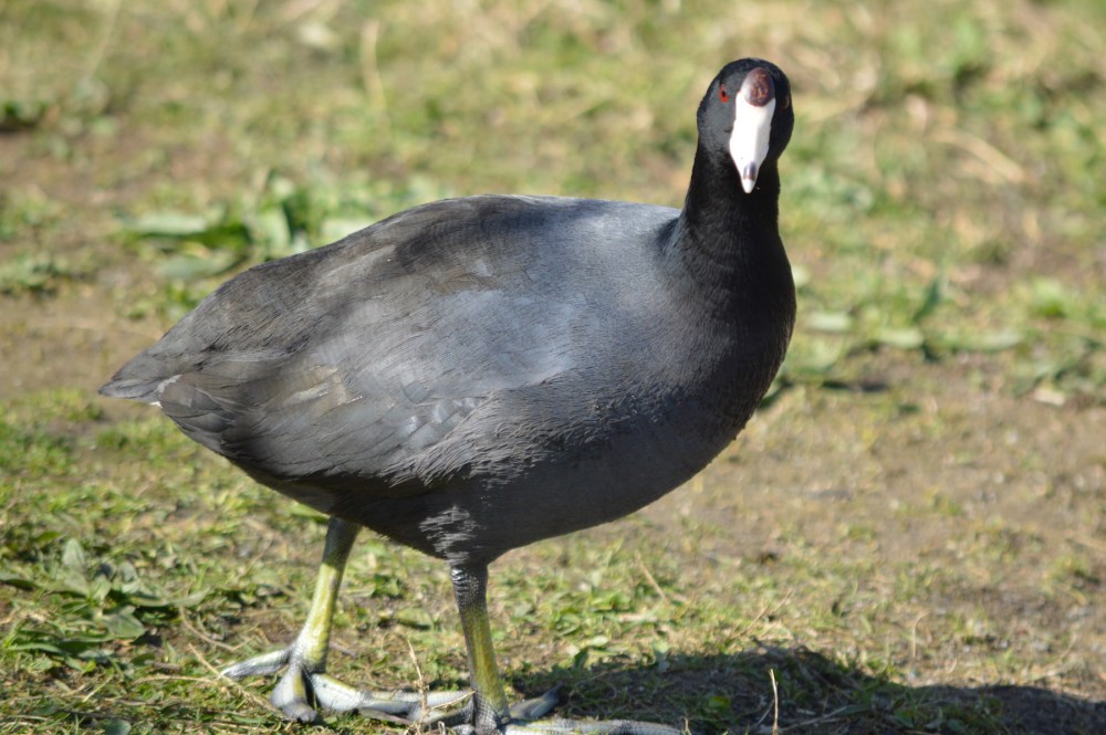 American Coot