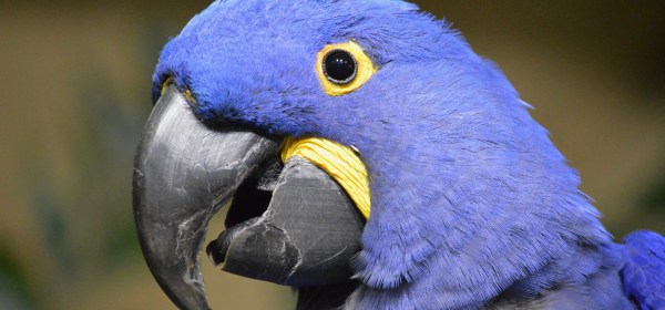 Hyacinth Macaw