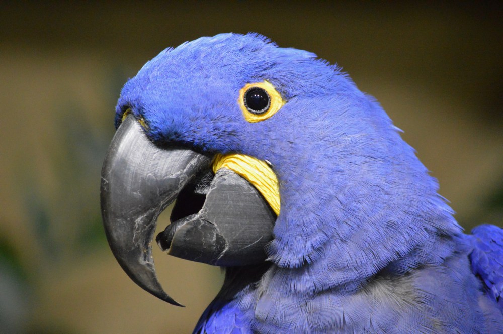 Hyacinth Macaw