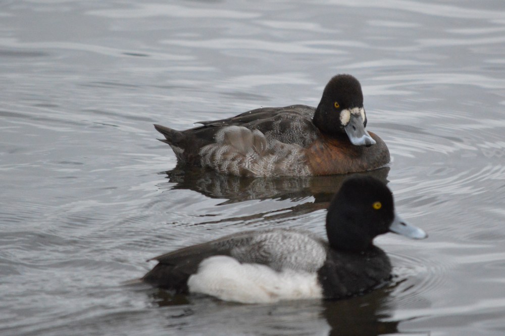 Lesser Scaup 