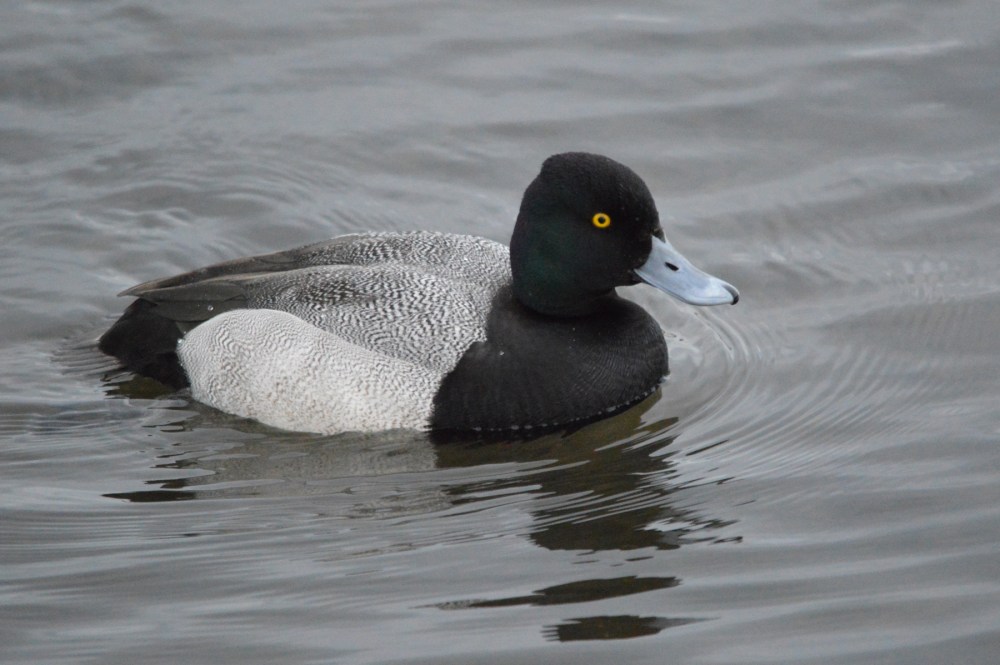 Lesser Scaup