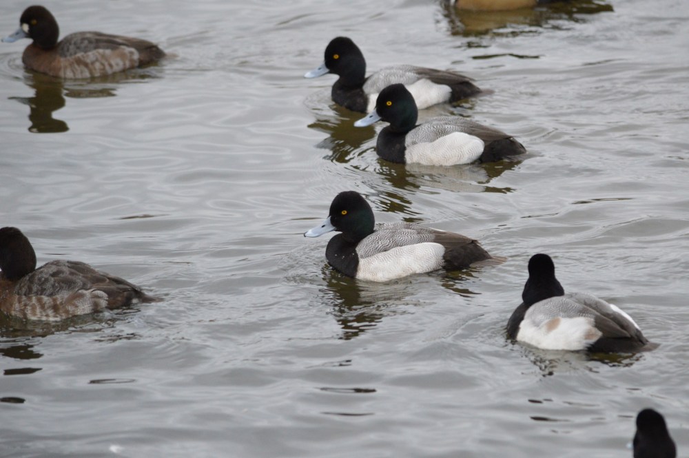 Lesser Scaup